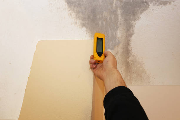 Best Real Estate Mold Inspection  in Menahga, MN