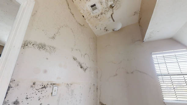 Best Post-Remediation Verification Testing  in Menahga, MN