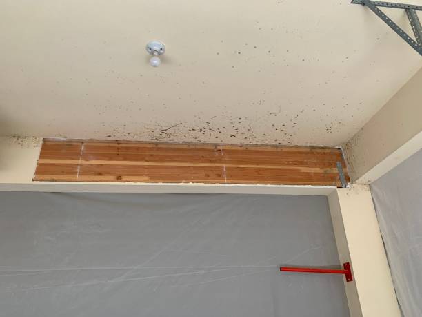 Best Black Mold Removal  in Menahga, MN