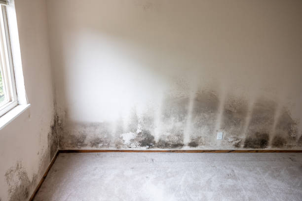 Best Mold Documentation for Insurance Claims  in Menahga, MN